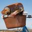 Small dog peeking out of a basket on a motorcycle..jpg